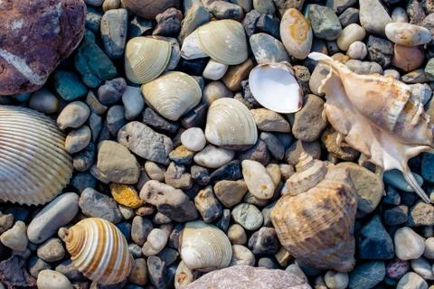 Beach with pebbles and old seashells Stock Photos