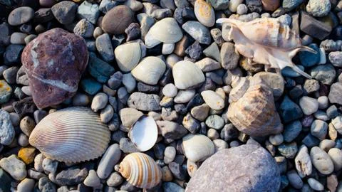 Beach with pebbles and old seashells Stock Photos