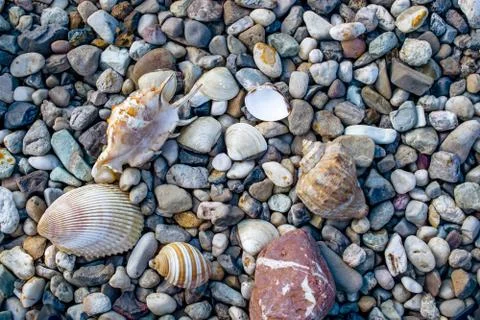 Beach with pebbles and old seashells Stock Photos