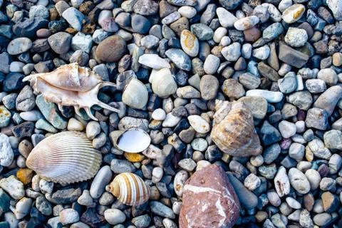 Beach with pebbles and old seashells Stock-Fotos