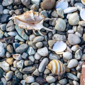 Beach with pebbles and old seashells Stock Photos