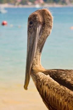 Beach pelican Stock Photos