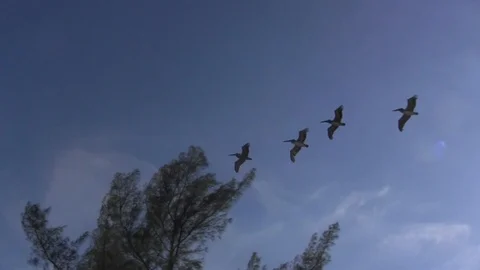 Beach Pelicans Stock Footage 88591866