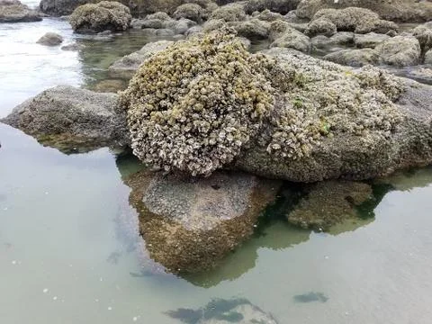 Beach Stock Photos