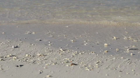 Beach with the pieces of coral. Stock Footage 64597855