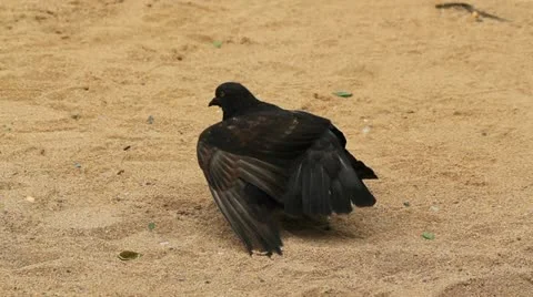 Beach pigeon 1 Stock Footage 11850394