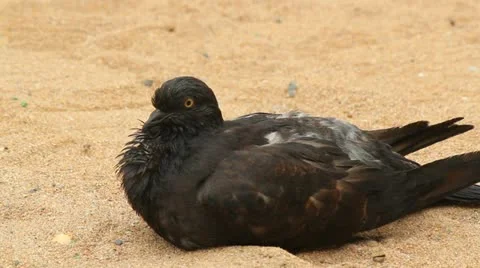 Beach pigeon 3 Stock Footage 11849062