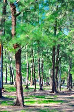 Beach Pine Group. Stock Photos