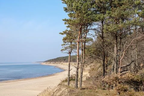 Beach with pine trees and blue sky Foto stock