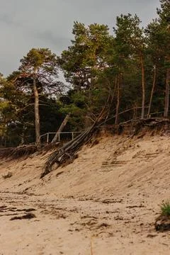 Beach with pine trees Foto stock