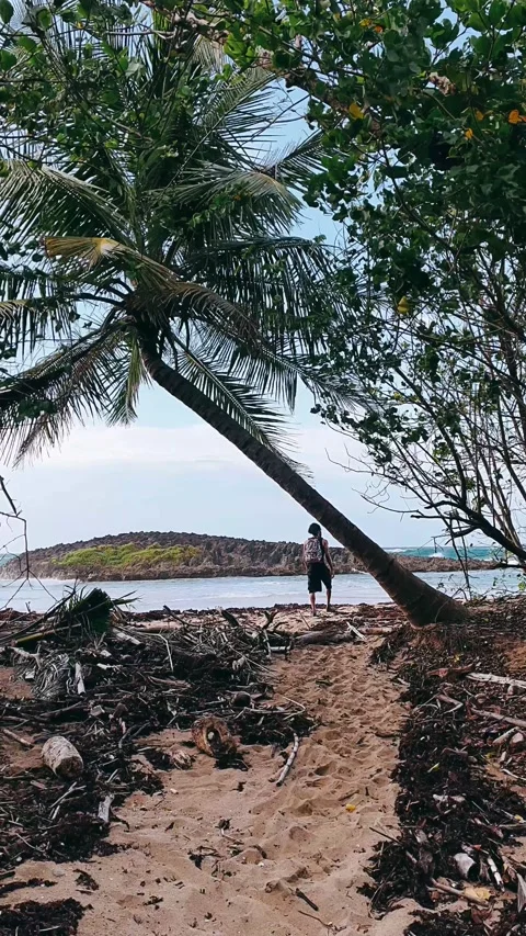 By the beach, plam trees, tree, nature, beach, sea, landscape, Stock Footage 236938382