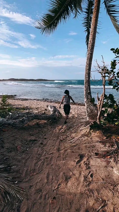 By the beach, plam trees, tree, nature, beach, sea, landscape, Stock Footage 236938442