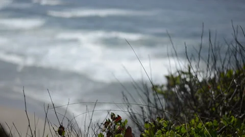 Beach Plant &amp; Beach Stock Footage 27254634