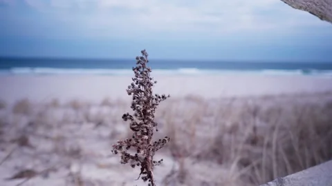 Beach Plant blowing in wind Video stock 232543716