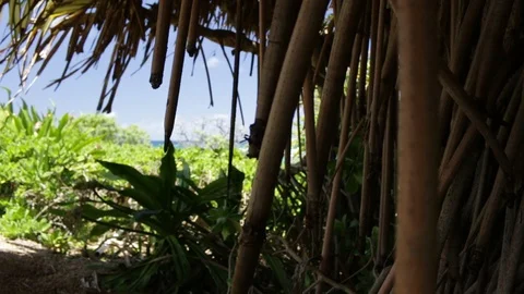 Beach Plants Stock Footage 104711246