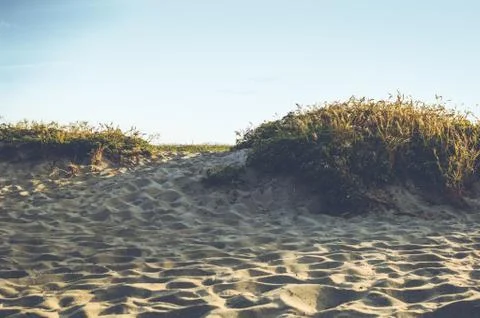 Beach Plants Stock Photos