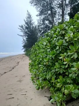 Beach Plants Stock Photos