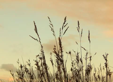 Beach plants at sunset Stock Photos