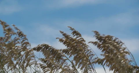 Beach Plants Sway in the Wind Vidéo 95614696