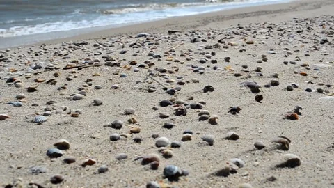 Beach plot. Cockleshells on a beach Vídeos de archivo 219744889