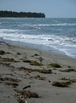 Beach pollution. Algae on sand bay ocean Stock Photos