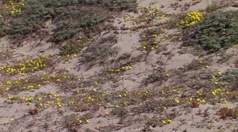 Beach Primrose 1 Stock Footage 8507144