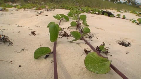 Beach railroad vine Stock Footage 10754089
