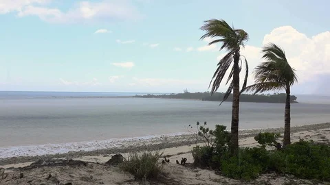 Beach Rain Storm With Two Swaying Palm Trees And Seaweed Waves Crashing Ashore Stock Footage 102579906
