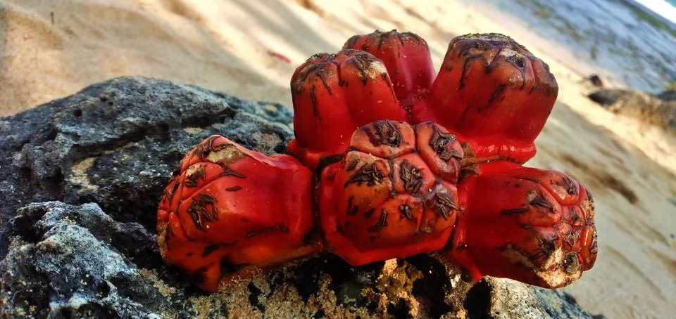 Beach red things Foto stock