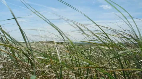 Beach reeds blowing in the wind Stock Footage 34394496