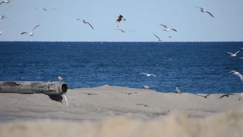 Beach Replenishment Drain Pipe with Seagulls Stock Footage 102631247