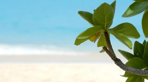 Beach resort 6 Stock Footage 10803153