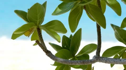 Beach resort 7 動画素材 10803155