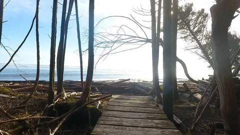 Beach reveal from trees Stockbeeldmateriaal 90680228