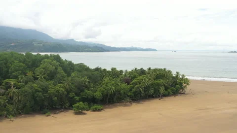 Beach Revealed Behind Palm Trees in Costa Rica Stock Footage 208880258