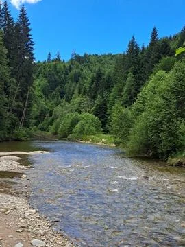 Beach river in forest summer Stock Photos