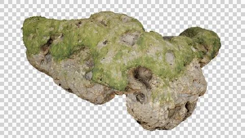 Beach rock with algae Stock Photos