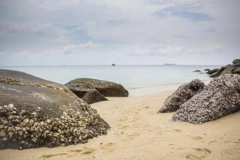 Beach Rock Full of Clamshell Stock Photos
