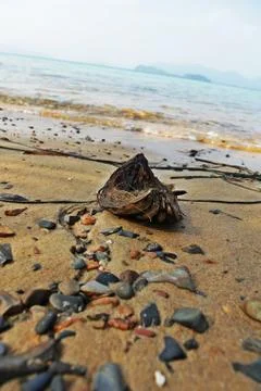 Beach rock Stock Photos