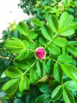 Beach Rose Blooming Stock Photos