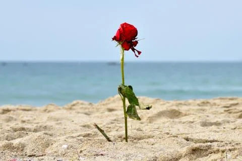 Beach rose Foto stock