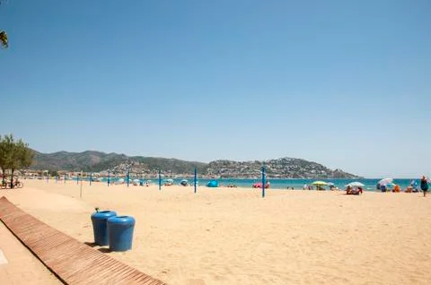 Beach roses 스톡 사진