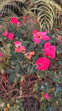 Beach Roses 库存照片