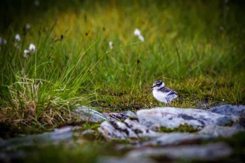 Beach runner chicks Stock Photos