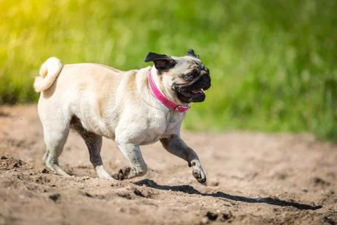 Beach runners Stock Photos