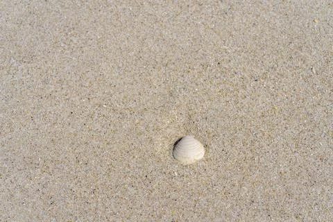 Beach sand and shell Stock Photos