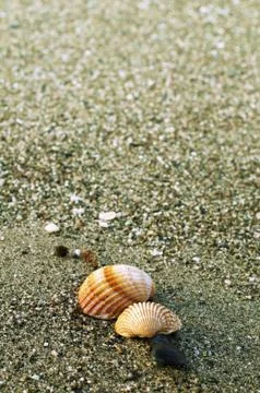 Beach sand and shells Stockfoto's