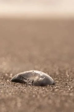 Beach sand background Stock Photos