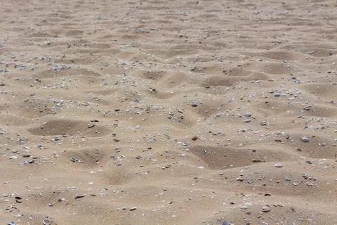 Beach sand covered with crushed shellfish Stock Photos