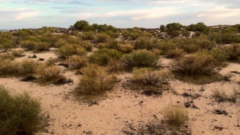 Beach sand dunes with plants bask in the warm hues of a sunset sky. Stock Footage 287391330